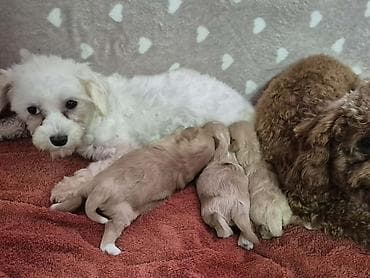 boston terijer cena: Maltipoo štenci, prelepe bebe Na prodaju prelepi štenci maltipoo — 8