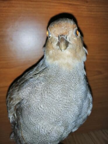 Preparirana ptica — 6