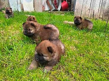 mali psi za stan na poklon: Chow Chow štenci Štenci Čau-Čau izložbenog potencijala sa rodovnikom — 2