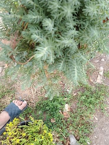 japanski amarilis cena: Sedum rupestre ‘Angelina’ – puzava sukulentna perena - Brzorastuća — 4