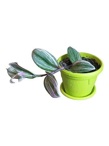 plafonski lusteri za dnevnu sobu: Tradescantia Nanouk (Tradescantia albiflora ‘Nanouk’) – ukrasna sobna — 2