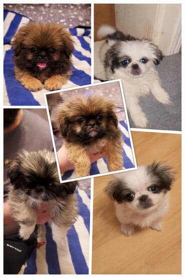 ovčari psi: Rasa: Pekingese (pekinizeri) – štenci malog rasta, okrugle glave — 1