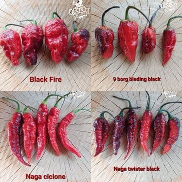 za dvoriste: 🌶Seme najljućih i egzotičnih čili papričica🌶 Za kupljenih pet — 11