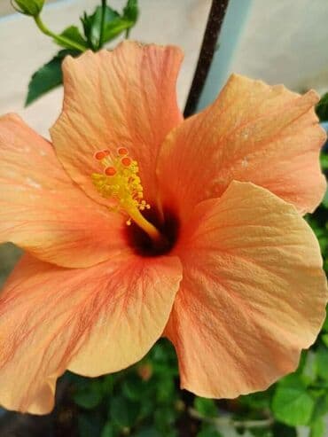 uradi sam boja za tekstil: Hibiskus vise boja po super ceni — 9