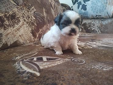 Štene malog rasta – crno-belo, dugodlako - Preslatko štene kompaktne