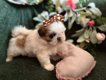 Prelepi Shih Tzu štenci iz registrovane FCI/KSS odgajivačnice „Moon — 5