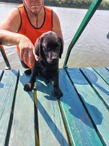 pudlice na prodaju: Labrador štenci na prodaju u crnoj boji, oba pola u ponudi. Štenci su — 8