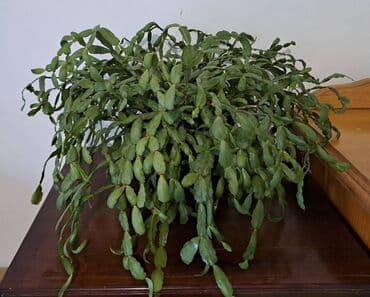 fenjer na petrolej: Božićni kaktus, Slumbergera (Schlumbergera hibridi) poznat je i pod — 4