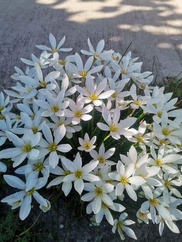 hristov trn beli: Kisni ljiljani- beli, 5 lukovica je — 1