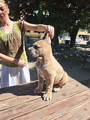seat pets: Odgajivačnica Cane Corso Magnum Imperium nudi na prodaju prelepe — 7