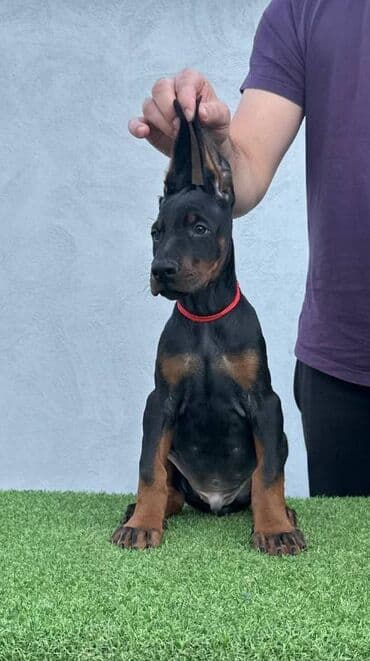 Životinje: DOBERMAN stenci, vrhunskog porekla, sa genetskim testovima roditelja — 8