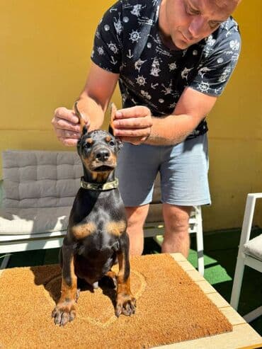 zlatni retriver odgajivacnica srbija: Doberman stenad. Ostenjeni su 28.06.2025. Spremni su za preuzimanje — 22