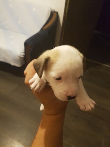 Cats: Stene staforda - Starost: mesec dana ženka samo danas 60e poslednja — 7