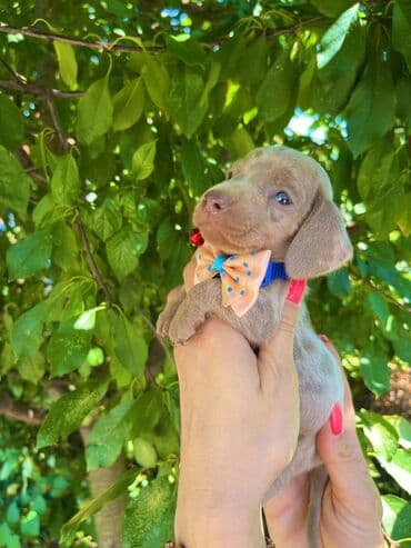 egzoticne ptice prodaja: Odgajivacnica pasa "Happy Puppies" ima u ponudi patuljaste jazavicare — 3