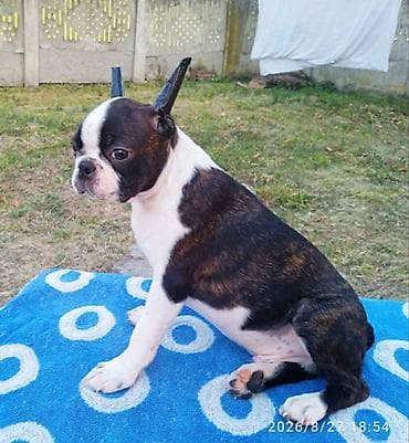 boo dog: U ponudi dva dečaka Boston terijera. Traže novi dom. Veoma povoljno — 1