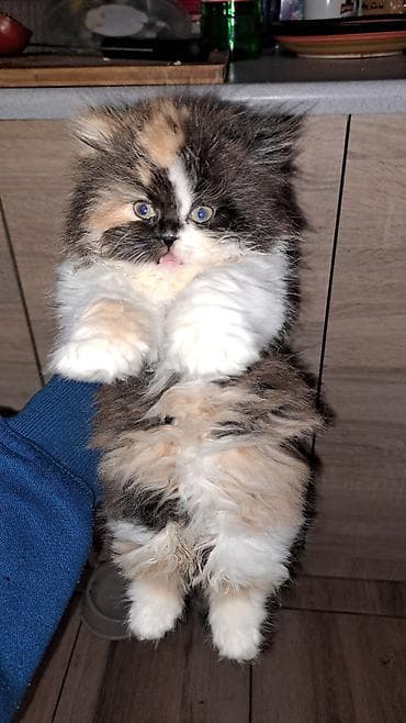 ukrasne ptice: Persijska mačka – trobojna (calico), dugodlaka - Rasa: Persijska - — 2
