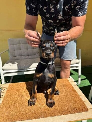 zlatni retriver odgajivacnica srbija: Doberman stenad. Ostenjeni su 28.06.2025. Spremni su za preuzimanje — 6