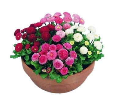 Bele rade mix
Cena 500 din/100 semenki