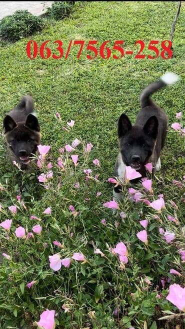 labrador beograd: Američka Akita Na prodaju štenci Američke Akite 3 ženki i 3 — 3