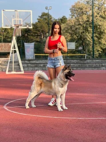 ljubimci na poklon: Na prodaju odrasla ženka američke akite, stara 3 godine. 1 x PRM, 1 x — 1