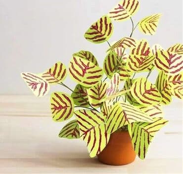 cena sadnice borovnice: Cena:650din/10 semenki — 5