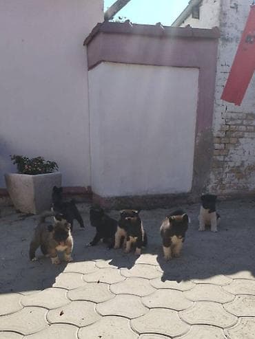 polovni kavezi za zeceve: Američka Akita, štenci Na prodaju štenci američke Akite. Štenci su — 4