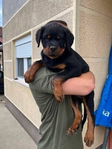 Psi: Rotvajler, vrhunski štenci U ponudi vrhunsko leglo rase Rottweiler — 4