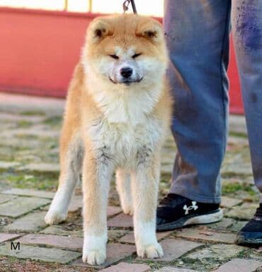 psi pomeranci na poklon: Akita Inu Registrovana odgajivačnica SAIKO NO INU KENNEL prodaje — 1