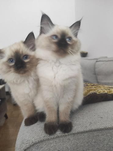 poklanjam mace: Ragdoll mačići – blue point rođeni 02.04. - Prelepi ragdoll mačići sa — 3