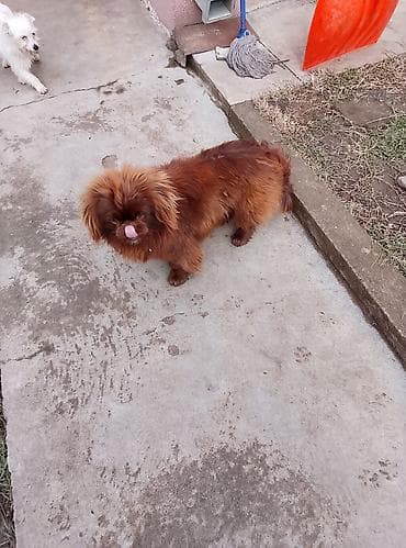 american bully psi: Mali pas – braon dugačka dlaka - Rasa/tip: mali dekorativni pas sa — 2