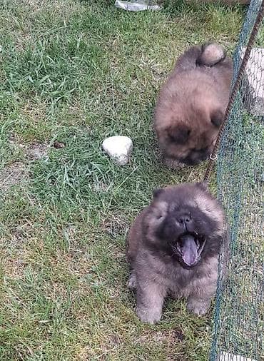 mali psi za stan na poklon: Chow Chow štenci Štenci Čau-Čau izložbenog potencijala sa rodovnikom — 7