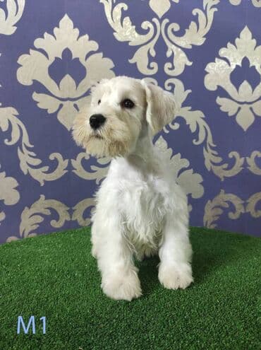 Psi: Odgajivačnica KARDIA SKILOS Kennel ima na prodaju prelepe štence belog — 6