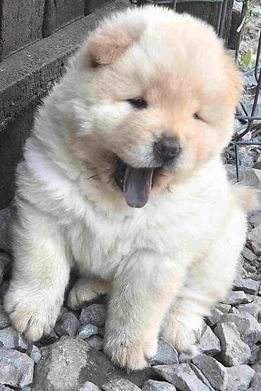 cena psa chow chow: Chow chow prelepi krem stenci, ostenjeni 31.05.2026 .god. odlicne — 1