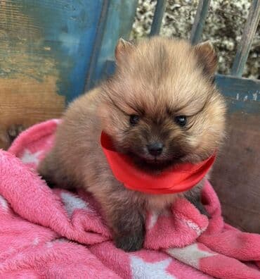 najlepsi crtezi za decu: Prelepi pomeranci– štenci mini tipa Iz nase odgajivacnice fci ! - — 4