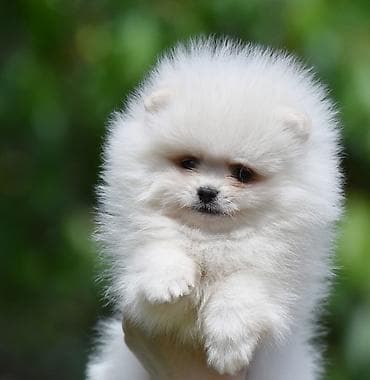 boa srbija: Pomeranac Boo. Štenci pomeranca vrhunskog porekla, kratkih njuškica — 6
