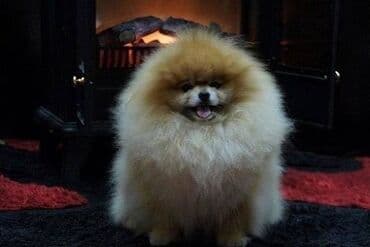 štenci nemačkog ovčara: Pomeranac / Pomeranian / Boo štenci Ako ste odgovorna osoba i imate — 6