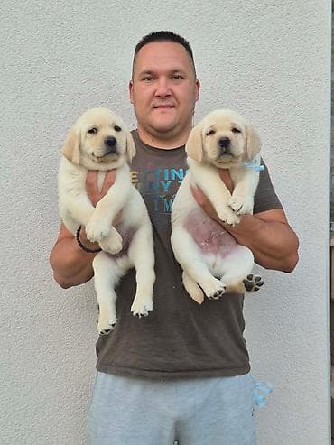 pelene za pse pepco: Labrador retriver štenci, prelepi Predstavljamo vam novu generaciju — 8