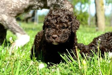 Sweatpants: Lagotto Romagnolo štenci dostupni u odgajivačnici Ideal Dale Otkrijte — 7