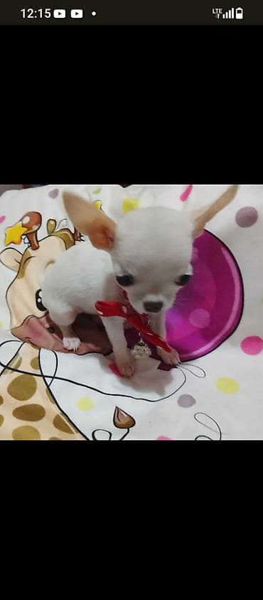 mini pomeranac prodaja: MINI ČIVAVE. Mini čivave oba pola kristalno bele, zlatne i — 6