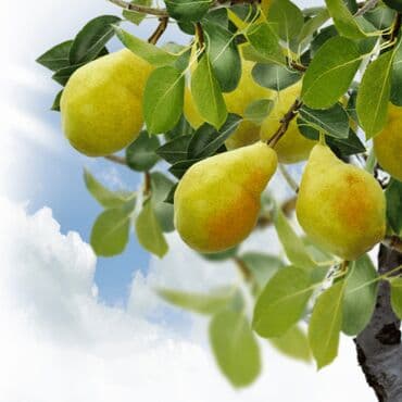 meda krevetac 3 u 1: Sadnice kruške – više sorti na upit Sadnice kruške kifer ili — 3