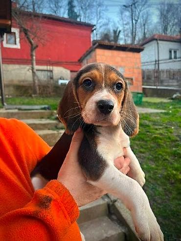 cane corso srbija: Bigl štenci Prodajem prelepe rasne štence rase Bigl, oštenjene — 7