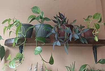 limun list: Sobne viseće biljke u saksijama - Zeleni potos (Epipremnum aureum) – — 2