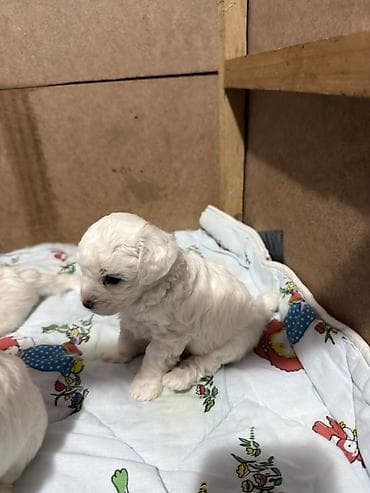 ovcar psi: Bišoni – pahuljasti, kovrdžavi psi sa crnim okicama. Mekana — 1