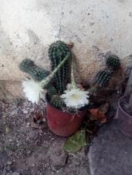 decije sobe za devojcice: Kaktusi — 1