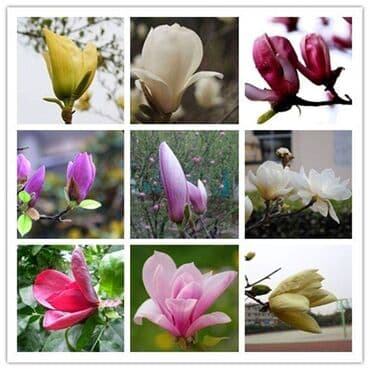 filteri za bazen tip a: █▬█ █ ▀█▀ *** EXTRA PONUDA *** Magnolije Mix boja 30 semenke Saljemo — 1