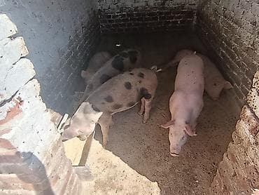 domace koke na prodaju: 6 nazimadi – 3 ženske (pogodne za dalji priplod) i 3 muška — 3