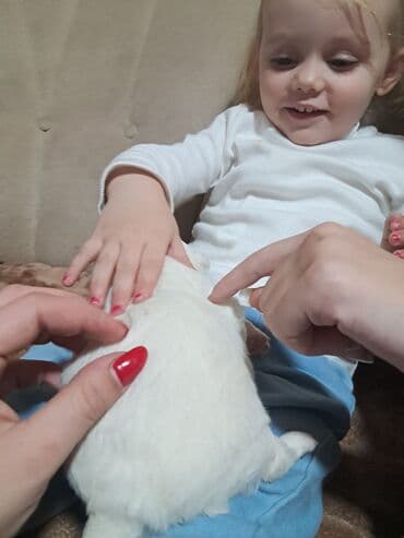 Dogs: Štenci mini malteza (dva muška) -Štenci su naviknuti na maženje i — 5