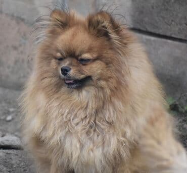 najlepsi crtezi za decu: Prelepi pomeranci– štenci mini tipa Iz nase odgajivacnice fci ! - — 6