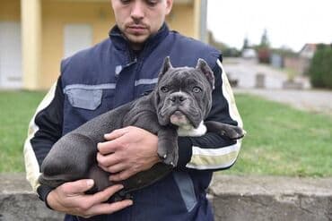mali psi za udomljavanje: Dostupni stenci american bully Starosti 4 meseca Primili sve vakcine — 10
