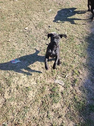 Psi: Štene cane corso Ženka, stara 2 ipo meseca Očišćenje od parazita i — 4